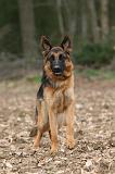 BERGER ALLEMAND 1016
